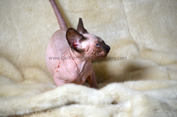 Alistair California Sphynx Kitten Cattery