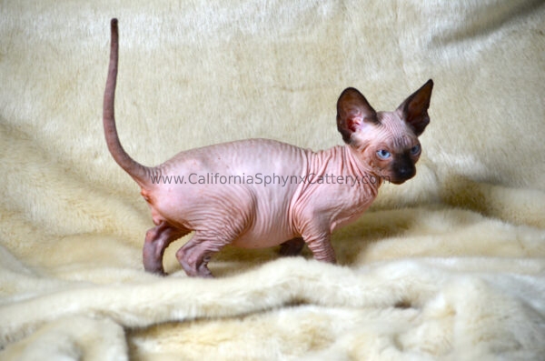 Alistair California Sphynx Kitten Cattery