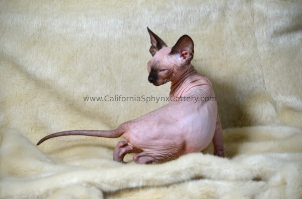 Lisander California Sphynx Kitten Cattery
