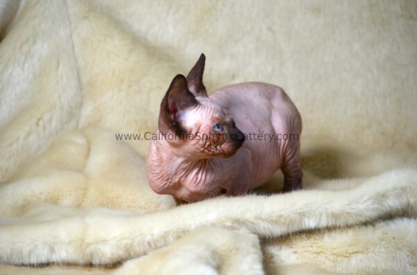 Lisander California Sphynx Kitten Cattery